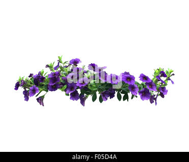 Purple petunia flowers in a string isolated on white. Stock Photo