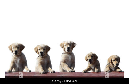 Cute golden retriever puppy standing up smiling grinning in five poses isolated on white. Stock Photo