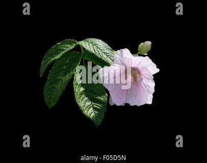 Pink rose mallow flower and buds in expressive pose isolated on black. Stock Photo