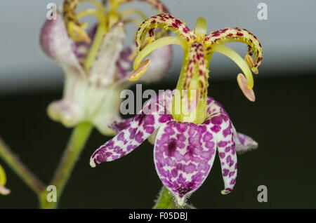 Toad Lily Blossom (Tricyrtis) Stock Photo