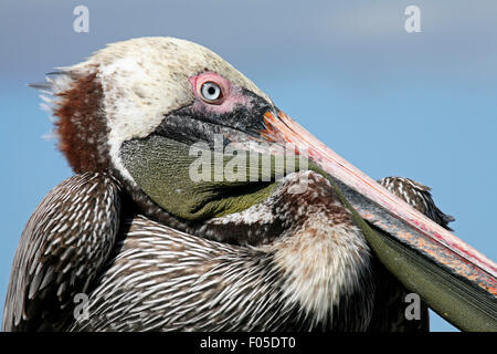 Brown pelican (Pelecanus occidentalis) close up portrait, Puerto Egas on Santiago Island / San Salvador Island, Galápagos