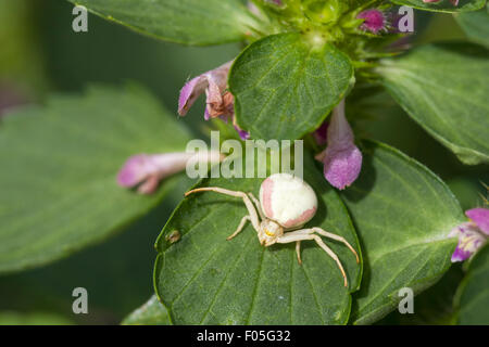 Female Goldenrod Crab Spider on a hemp nettle leaf guarding her eggs. Stock Photo