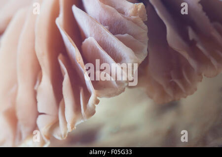 Close up macro of gypsy mushroom gills. Stock Photo