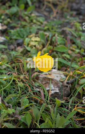 Narcissus obesus at Parque Natural do Sudoeste Alentejano e Costa Vicentina, Portugal. April. Stock Photo