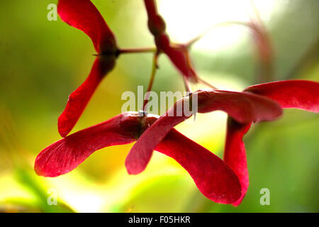 Sycamore seeds Stock Photo