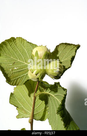 Haselnuesse, Stock Photo