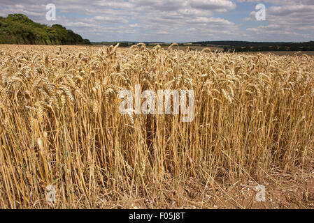 Wheat crop on a north Hampshire farm in southern England UK Stock Photo