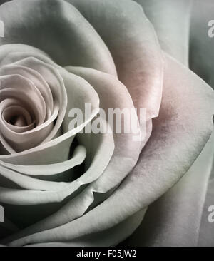 Close up image of beautiful vintage style rose Stock Photo