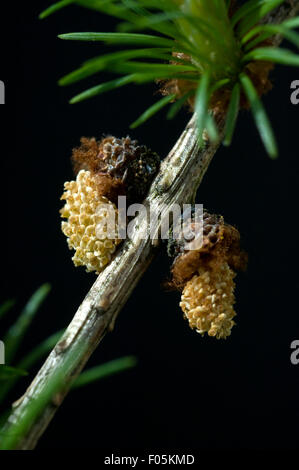 Laerchenbluete, maennliche, Bachblueten, Stock Photo