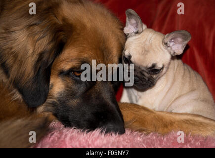 Large Breed Dog and Small Breed Puppy Stock Photo