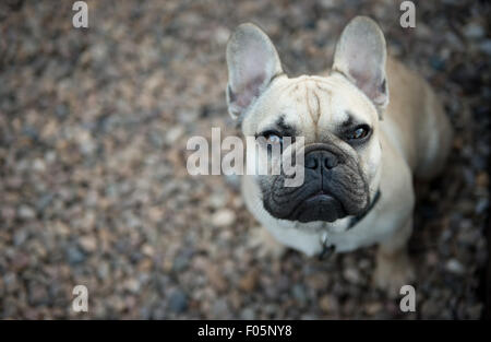 Young Male French Bulldog Stock Photo