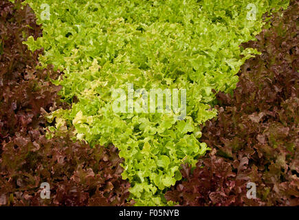 Red and Green Lettuce Pattern Stock Photo