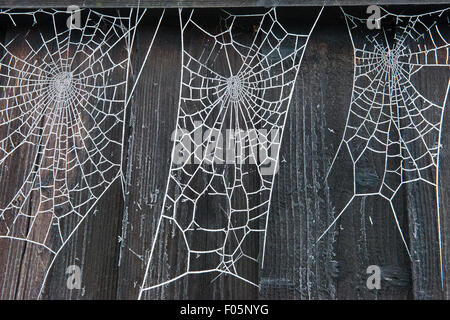 Spooky Frosty Spider Cobwebs on Fence Outdoors in Winter Hoar Frost Stock Photo