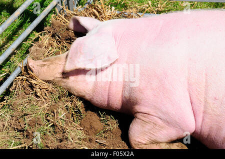 Happy smiling pink pig in muck Stock Photo