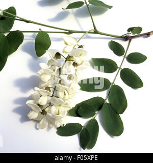 Robinie; Robinia pseudoacacia Stock Photo