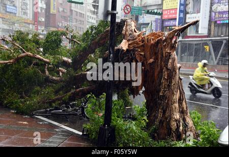 Taipei's Taiwan. 8th Aug, 2015. A big tree broken off by storm is seen in downtown Taipei, southeast China's Taiwan, Aug. 8, 2015. Super typhoon Soudelor battered Taiwan after landing in Hualian on Saturday. Fatalities from the typhoon have climbed to four, with another 27 injured and one missing in Taiwan. Credit:  Wu Ching-teng/Xinhua/Alamy Live News Stock Photo