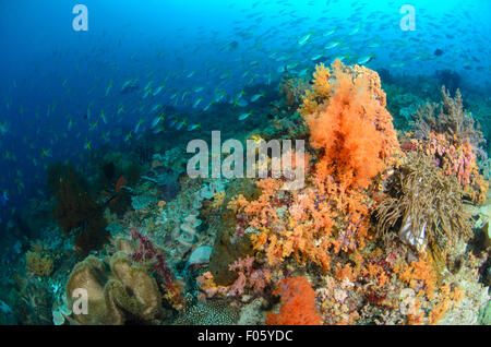 Yellow tailed fusiliers, Caesio cuning, swim over a bright orange soft coral, Dendronephthya sp., Citrus Ridge, Gam Island Stock Photo