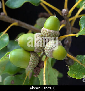Traubeneiche, Quercus, petraea, Wintereiche, Stock Photo