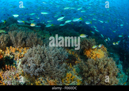 Yellow tailed fusiliers, Caesio cuning, and blue streak fusiliers, Ptercaesio tile, swim over a coral reef,  Citrus Ridge, Gam Island, Indonesia Stock Photo