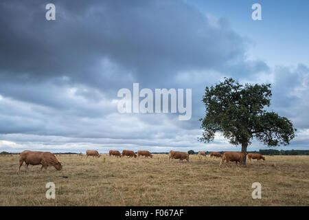 Cows grazing under a single tree during sunset with a cloudy, dramatic sky on farmland in a french landscape Stock Photo