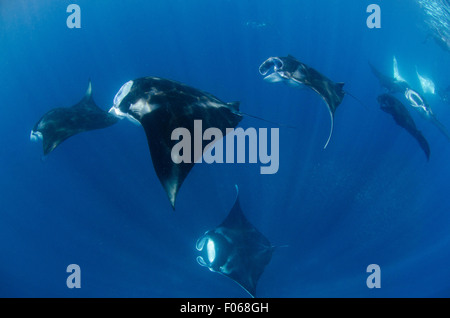 Manta rays, Manta alfredi, feeding near the surface, Manta Sandy, Dampier Strait, Raja Ampat, Indonesia, Pacific Ocean Stock Photo