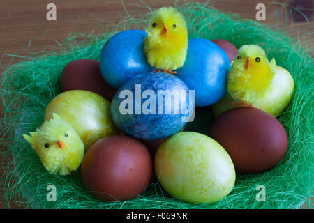 colored Easter eggs with yellow chicks Stock Photo