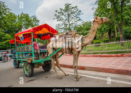 Camel pulling cart in tourist area in Agra, Uttar Pradesh, India. Stock Photo