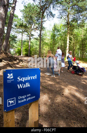 Formby Squirrel Walk Reserve near Liverpool, UK.  8th August 2015. Tourists visiting the Formby Squirrel Reserve to see the red squirrels in their natural environment & enjoy miles of coastal walks on a glorious summers afternoon. Stock Photo