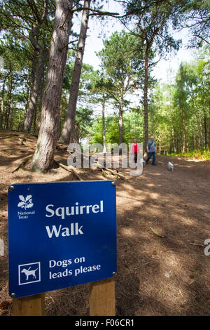 Formby Squirrel Reserve near Liverpool, UK.  8th August 2015. Tourists visiting the Formby Squirrel Reserve to see the red squirrels in their natural environment & enjoy miles of coastal walks on a glorious summers afternoon.   Cars & visitors queued to enter so that they could enjoy breathtaking sea views or a picnic.  Many dog owners headed out on a coastal walk to view Formby's fascinating coastline. Credit:  Cernan Elias/Alamy Live News Stock Photo