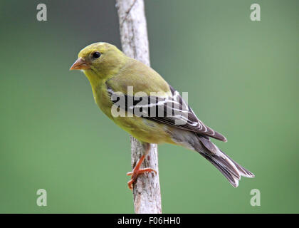 Female American Goldfinch  (Carduelis tristis) perching on a branch in summer Stock Photo