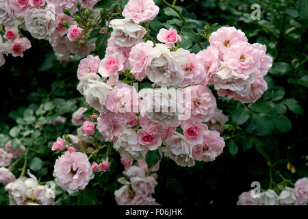 Pink roses. Stock Photo