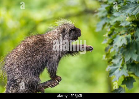 North American porcupine (Erethizon dorsatum) reaching for leaves Stock Photo