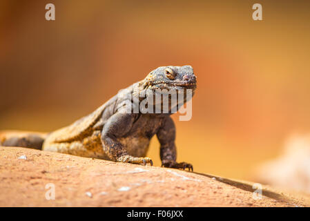 Portrait of eastern collared lizard (Crotaphytus collaris), also called common collared lizard or Oklahoma collared lizard Stock Photo