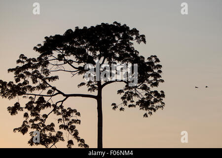 Silhouettes of exotic tree and jungle on the Catatumbo River near the Maracaibo Lake during the sunset, 2 birds are flying in th Stock Photo
