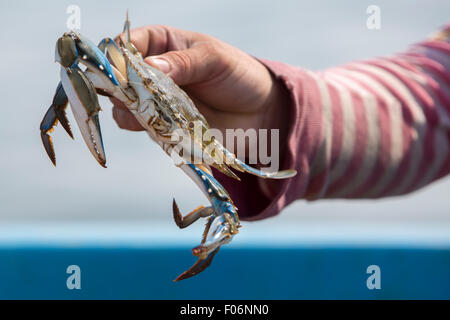 Fisher man at work holding a freshly fished crab in his hand on the lake of Maracaibo. Famous for its crab fisheries. Stock Photo