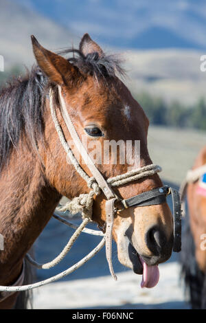 Portrait of a chestnut horse pulling out his tongue at the Laguna Mucubaji waiting for a tourist ride near Apartaderos in Merida Stock Photo