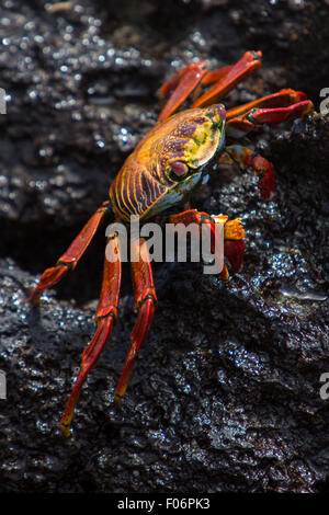 Sally Lightfoot Crab or Red Rock Crab walking on the black volcanic stone at the beach of Isabela, Galapgos Islands 2015.