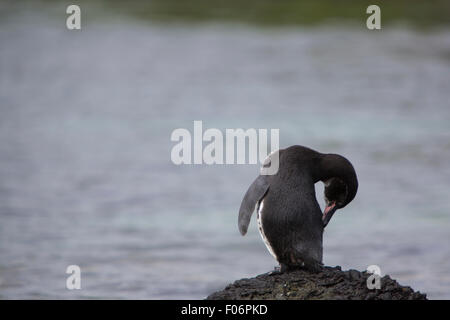 Galapagos Penguin (Spheniscus mendiculus) standing on a rock and scratching his back on Isabela Island. Galapagos Islands. Stock Photo