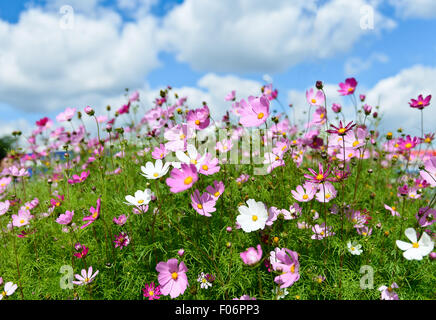 Summer field with daisies on blue sky Stock Photo