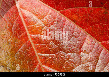 Leaves of Partenocissus tricuspidata in autumn.Wonderful colors Stock Photo