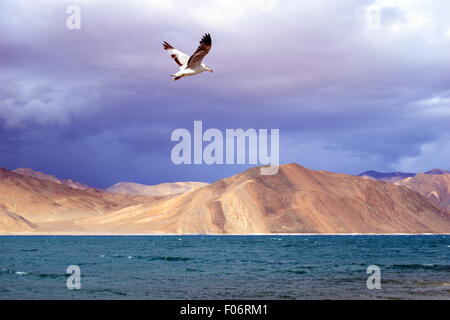 Brown Headed Gull Bird fly over the Pangong Tso Lake in India China Border Region of Ladakh Stock Photo