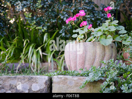 A bright pink Geranium flowers in a pot in a shady corner of a garden beside a sandstone wall in Sydney Australia Stock Photo