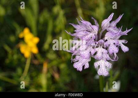 Wild orchid Neotinea tridentata, Orchidaceae,  Simbruini Mountains Park, Lazio, Italy Stock Photo