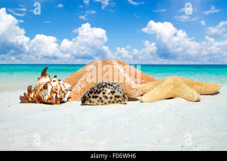 Some seashells and Starfishes on the sunny beach Stock Photo
