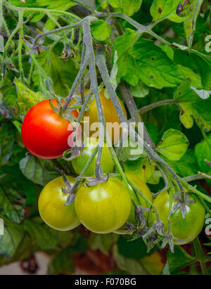 Tomato still on the tomato plant waiting to be picked, or harvested, for eating Stock Photo