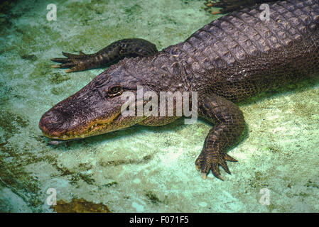 Crocodile laying at the bottom of the pool in the zoo. Stock Photo