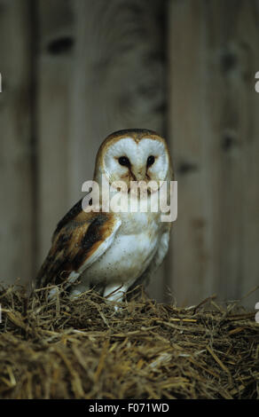 Barn Owl captive taken from front looking at camera perched on straw bale in barn Stock Photo