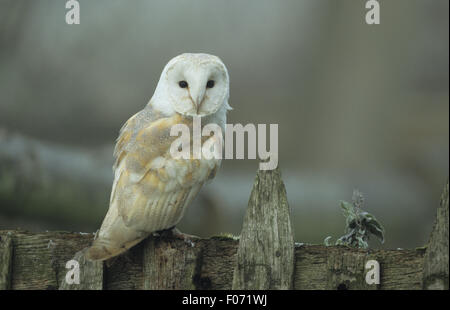 Barn Owl captive taken from behind looking back at camera perched on old wooden fence in early morning mist Stock Photo