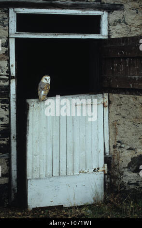 Barn Owl captive taken from behind perched on half barn door looking back at camera small in frame Stock Photo