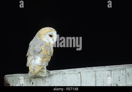 Barn Owl captive Taken from behind looking right perched on old half barn door Stock Photo